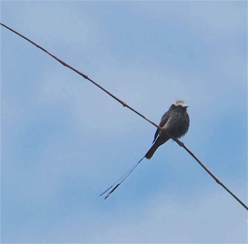 Long-tailed Tyrant - ML138830071