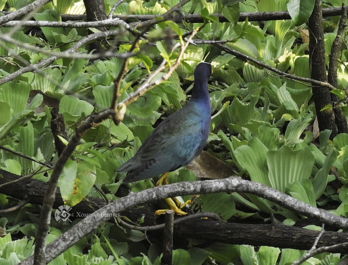 Purple Gallinule - ML138830091