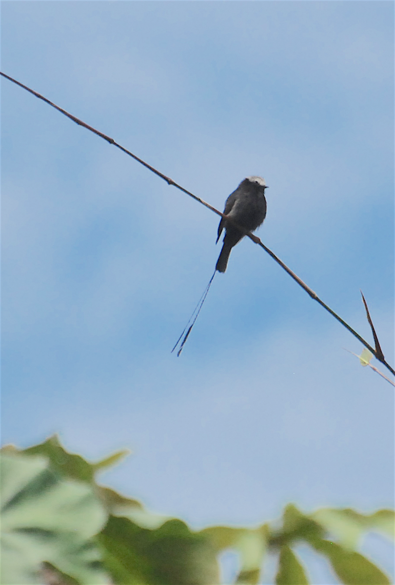 Long-tailed Tyrant - ML138830101