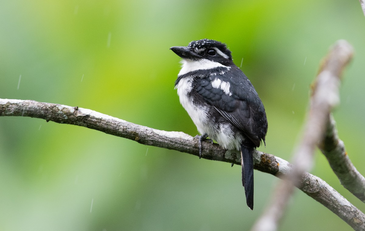 Pied Puffbird - ML138830251