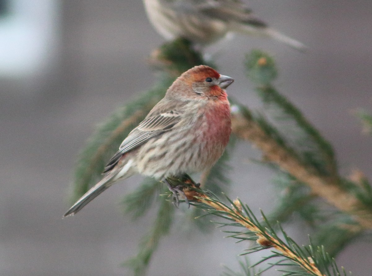 House Finch - ML138830311