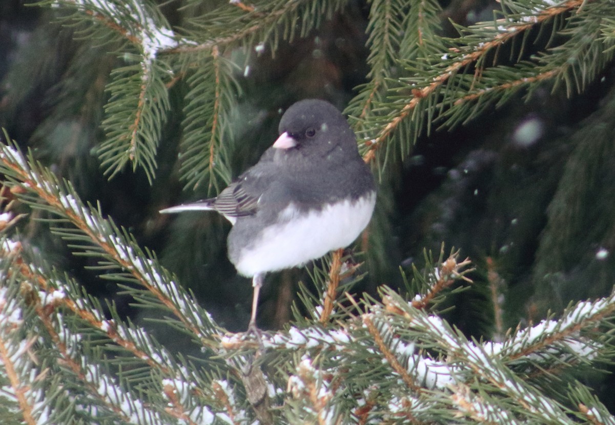 Junco ardoisé - ML138830451