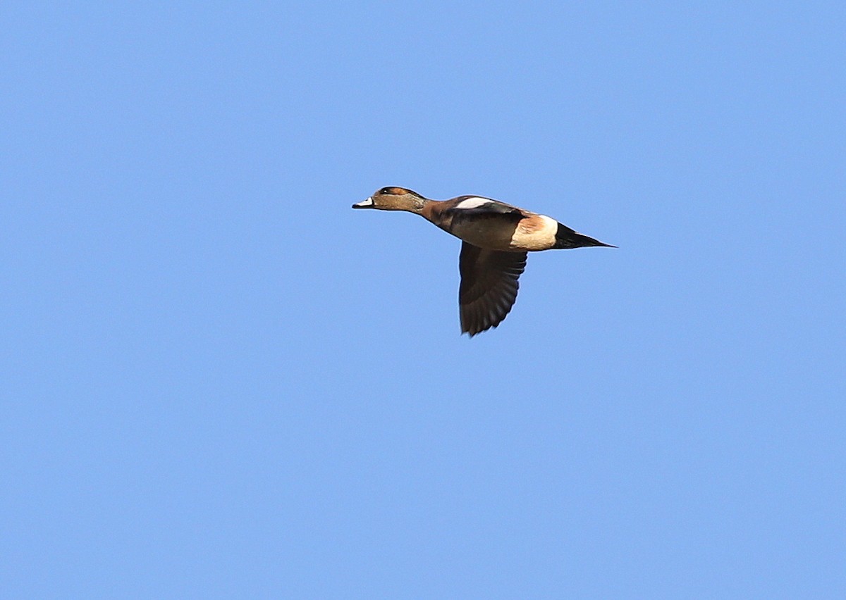 American Wigeon - James Rieman