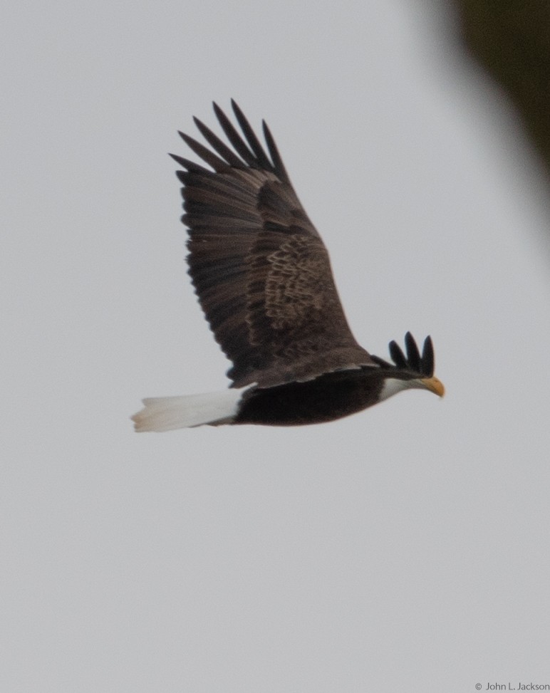 Bald Eagle - ML138831231