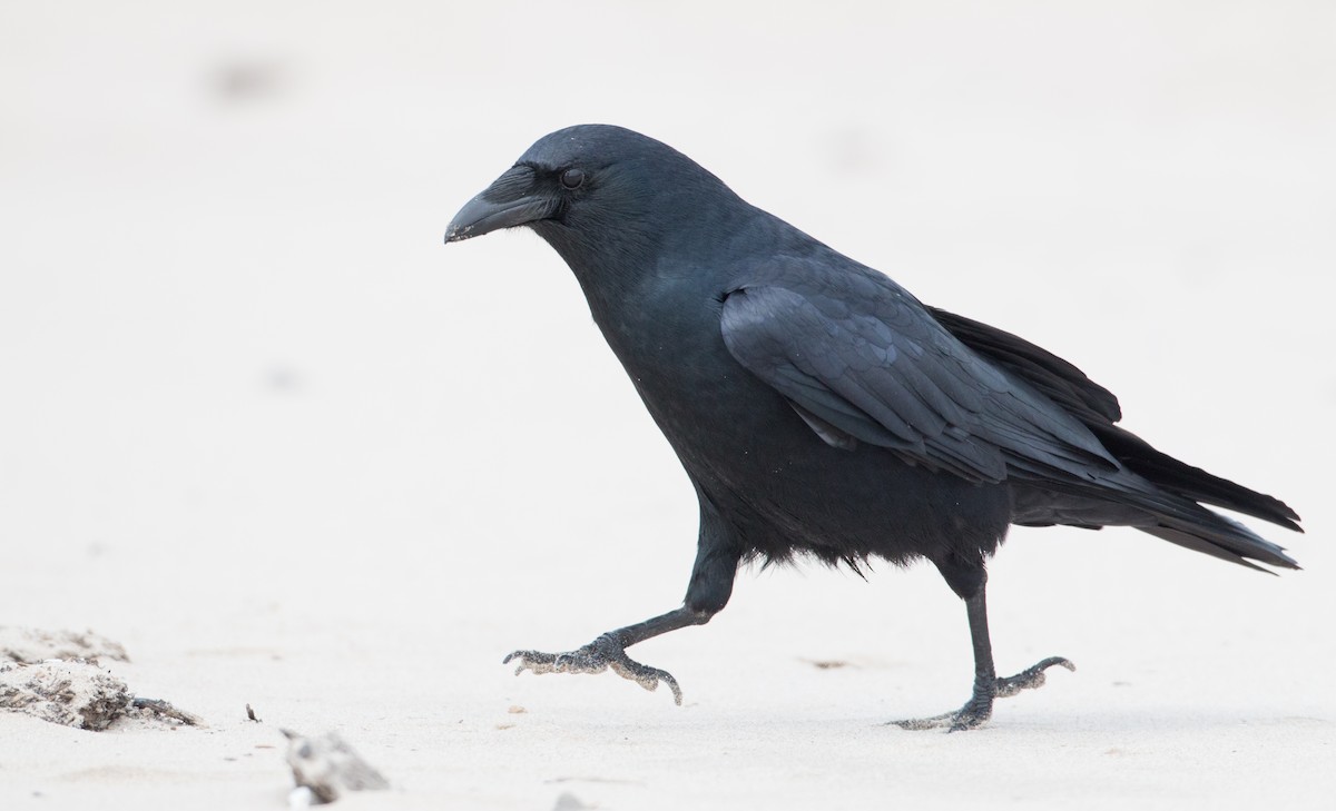 Fish Crow - Ian Davies