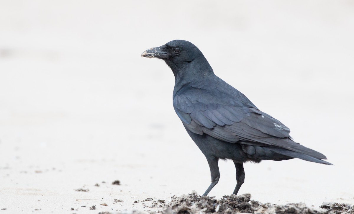 Fish Crow - ML138831461