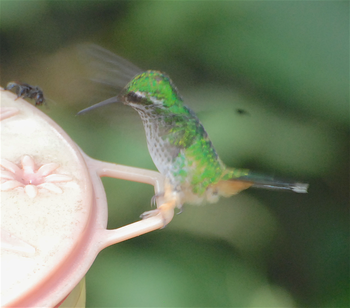 Peruvian Racket-tail - Anonymous