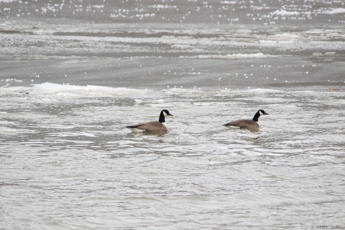 Branta kanadar handia - ML138832231