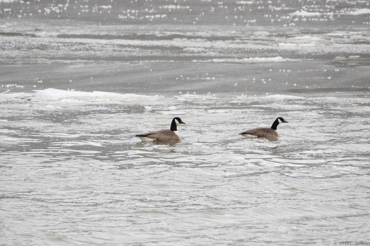 Canada Goose - ML138832231