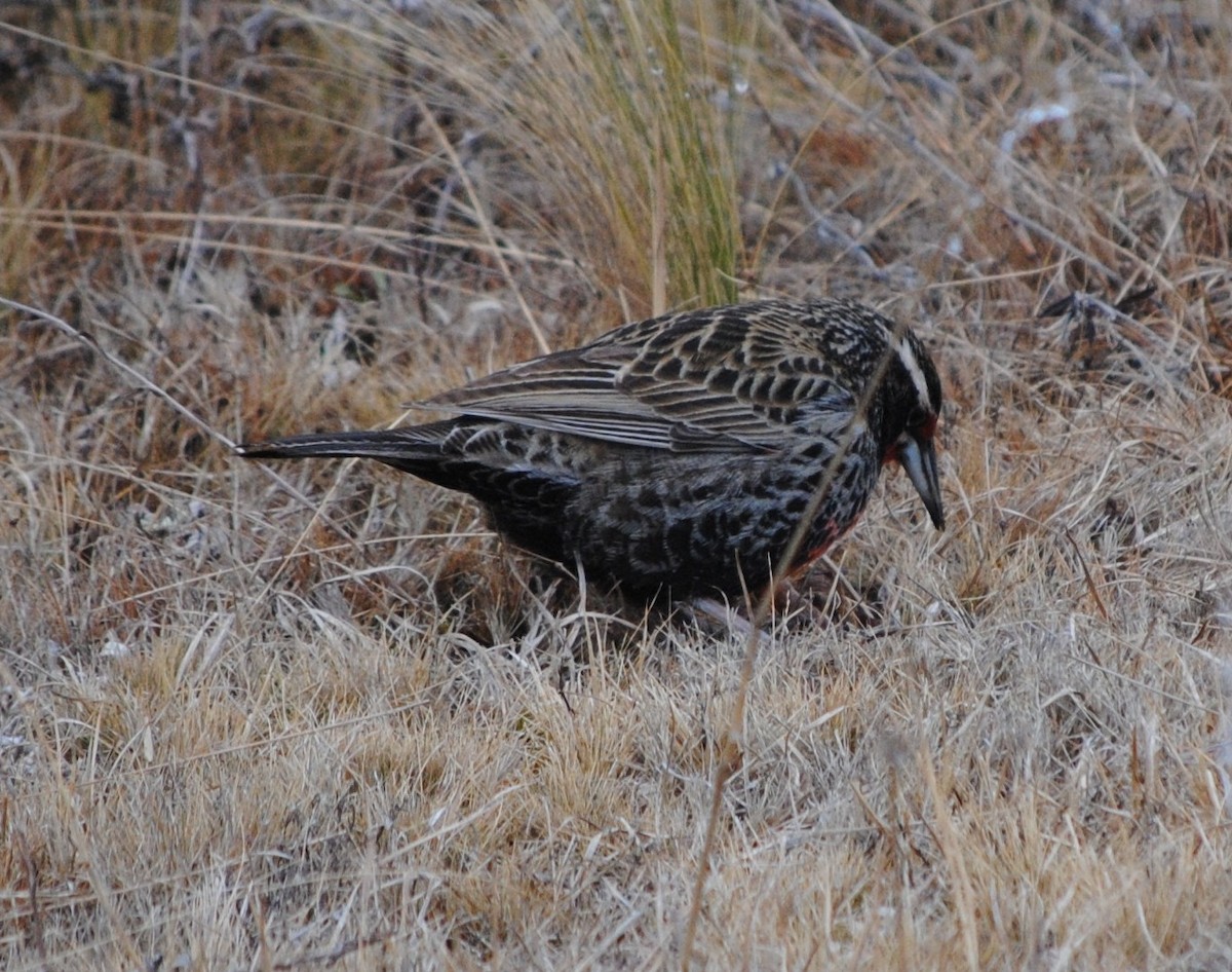 Long-tailed Meadowlark - ML138833071