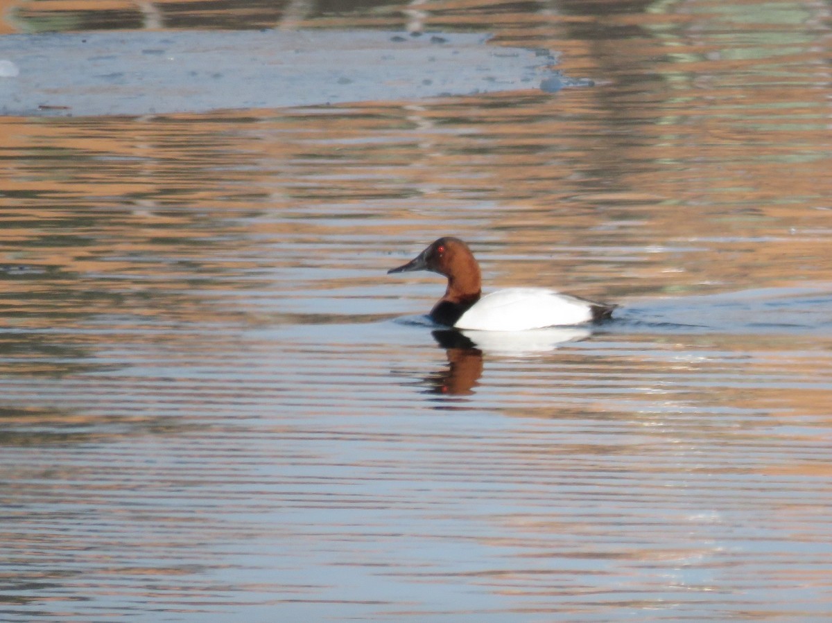 Canvasback - ML138833571