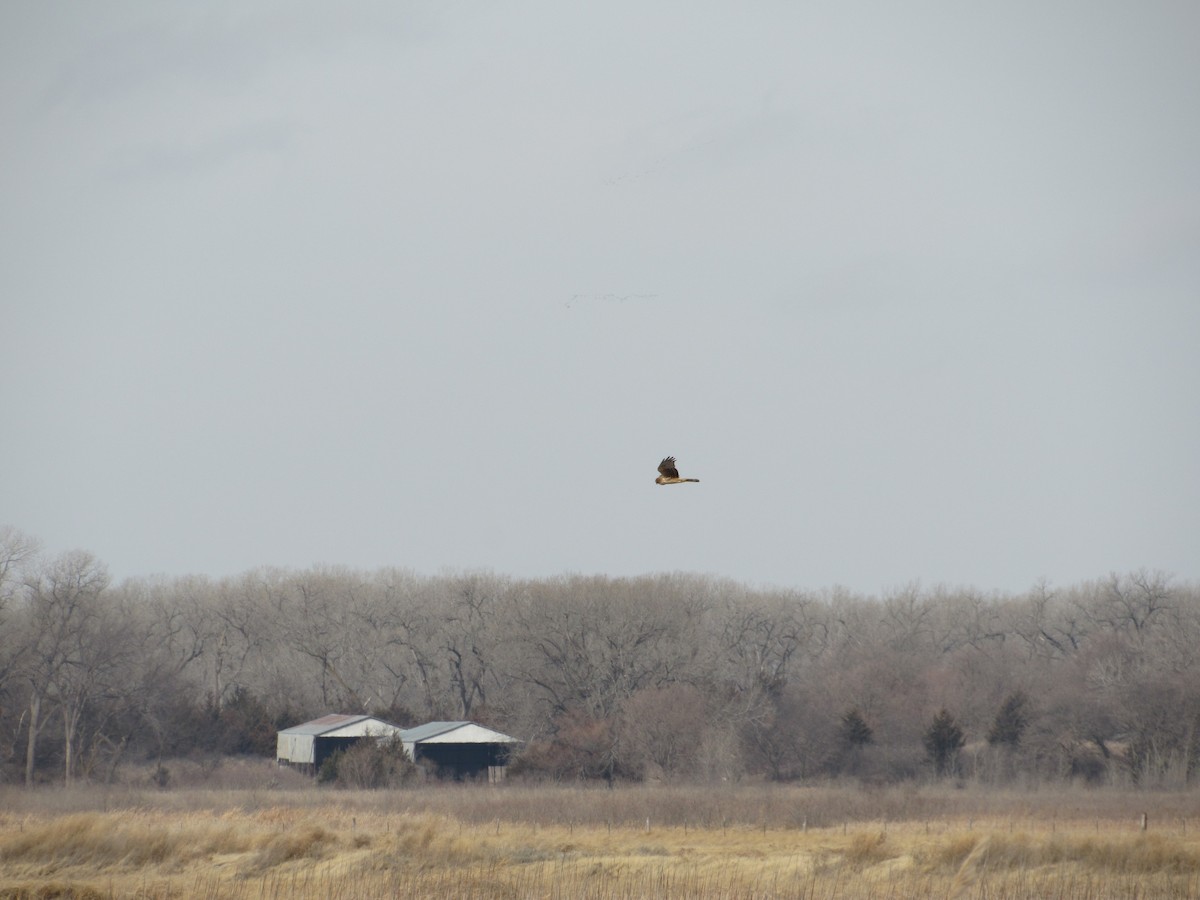 Northern Harrier - ML138835281