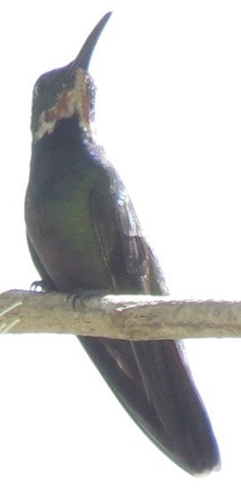 Green-breasted Mango - ML138836211