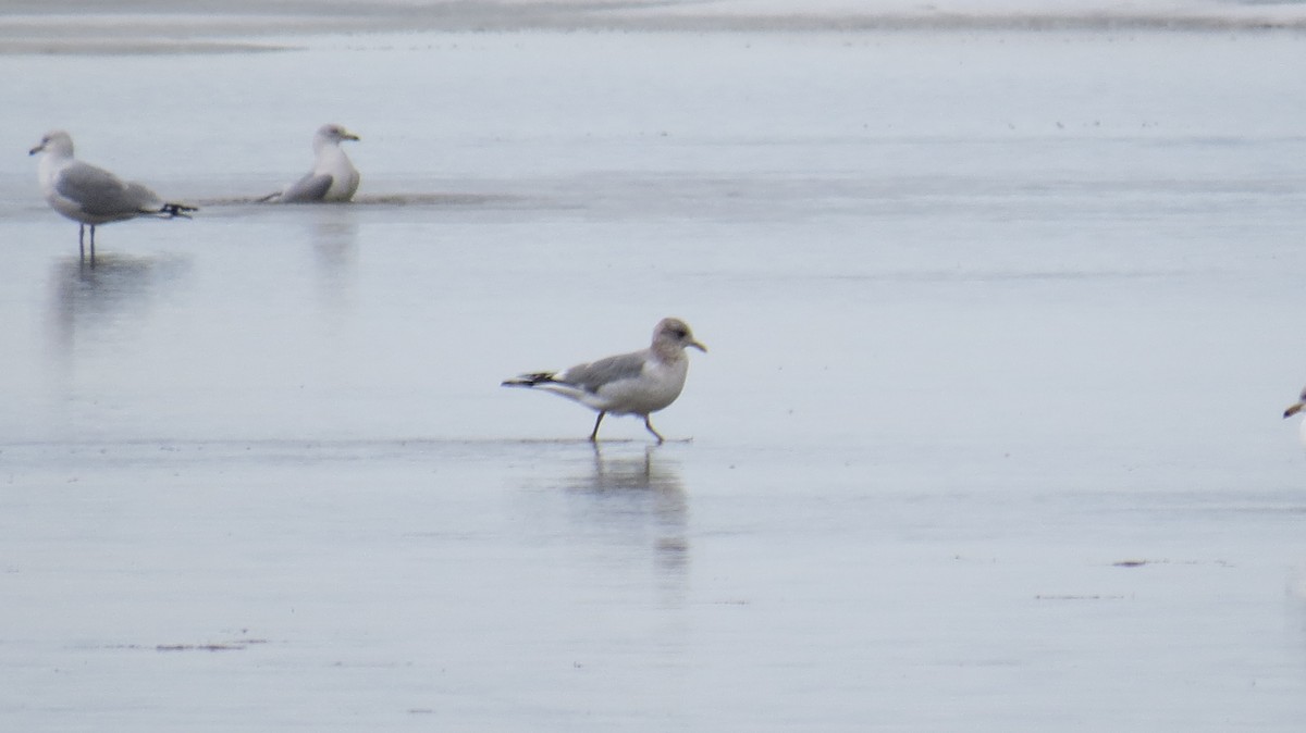 Short-billed Gull - Mike Hearell