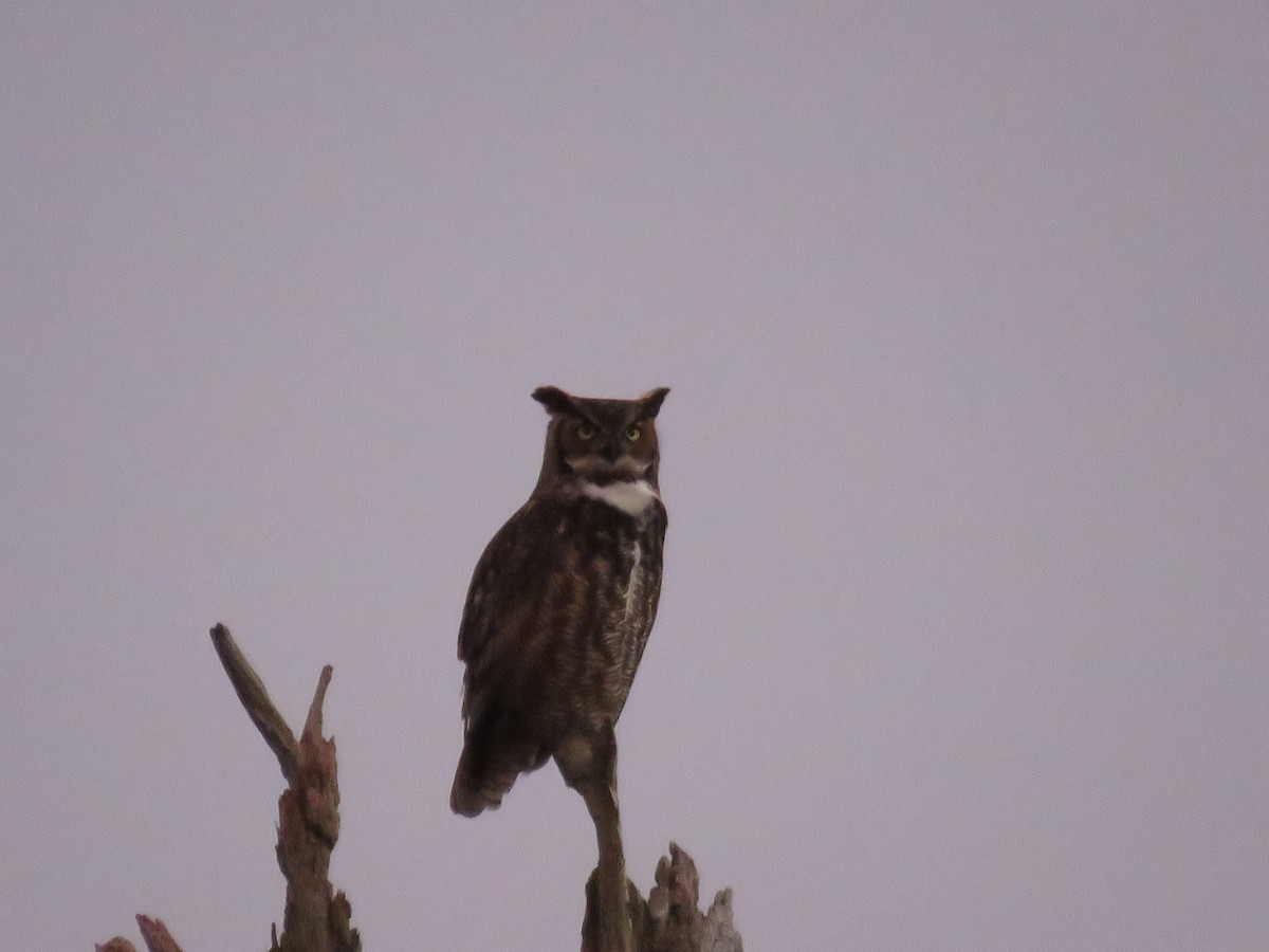 Great Horned Owl - ML138841071