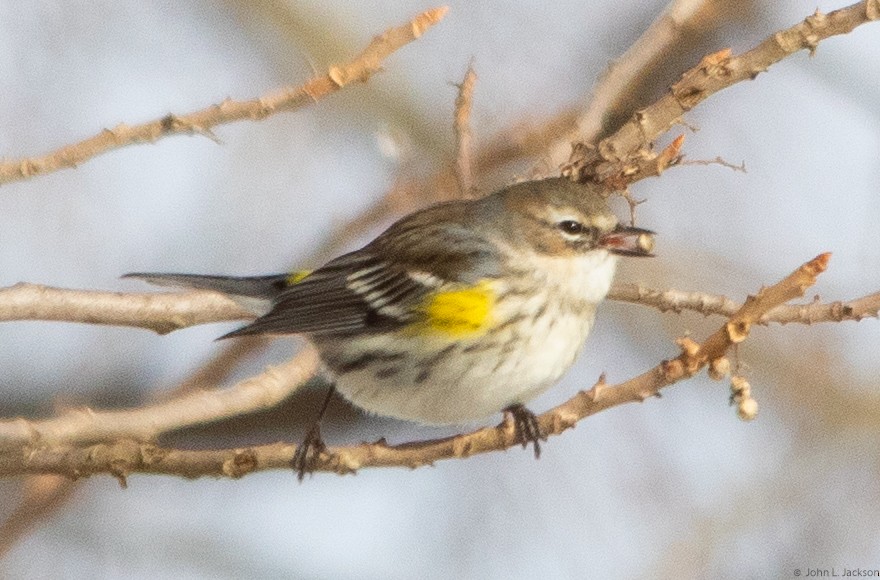 Yellow-rumped Warbler - ML138841431