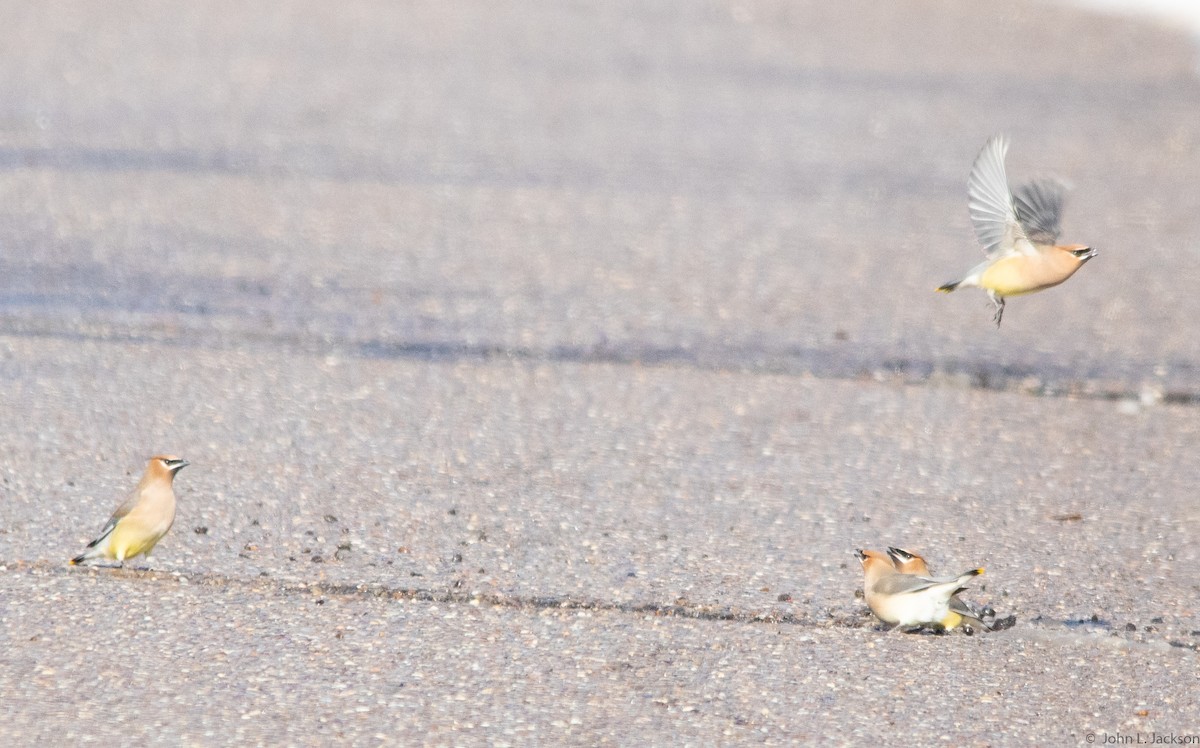 Cedar Waxwing - ML138842331