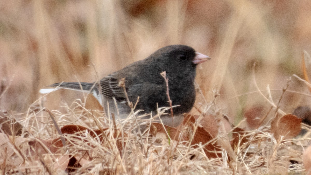 Junco ardoisé - ML138842861