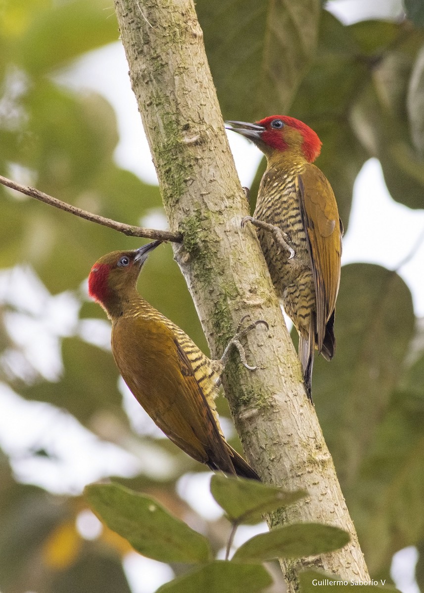 Rufous-winged Woodpecker - ML138843001