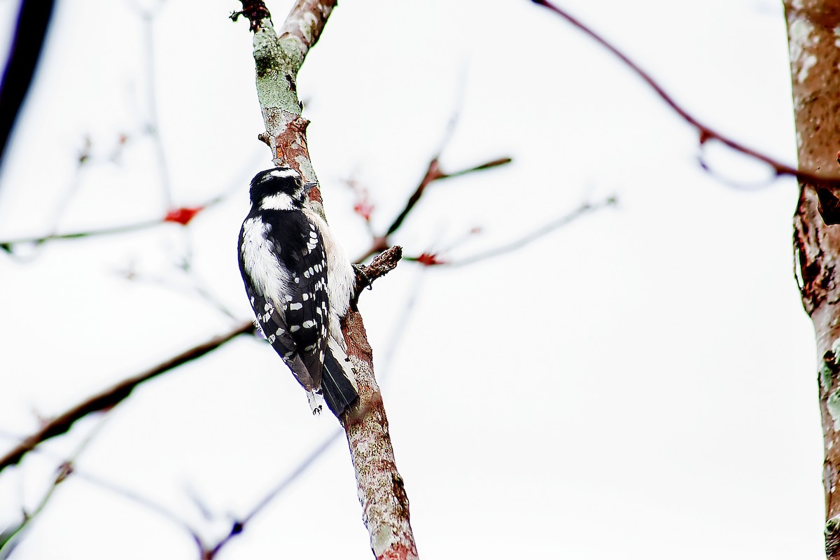 Downy Woodpecker - ML138843131