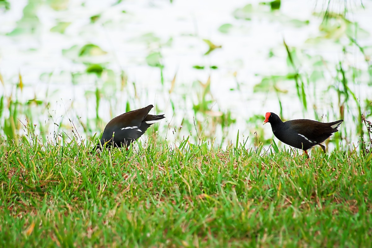 Common Gallinule - ML138843501