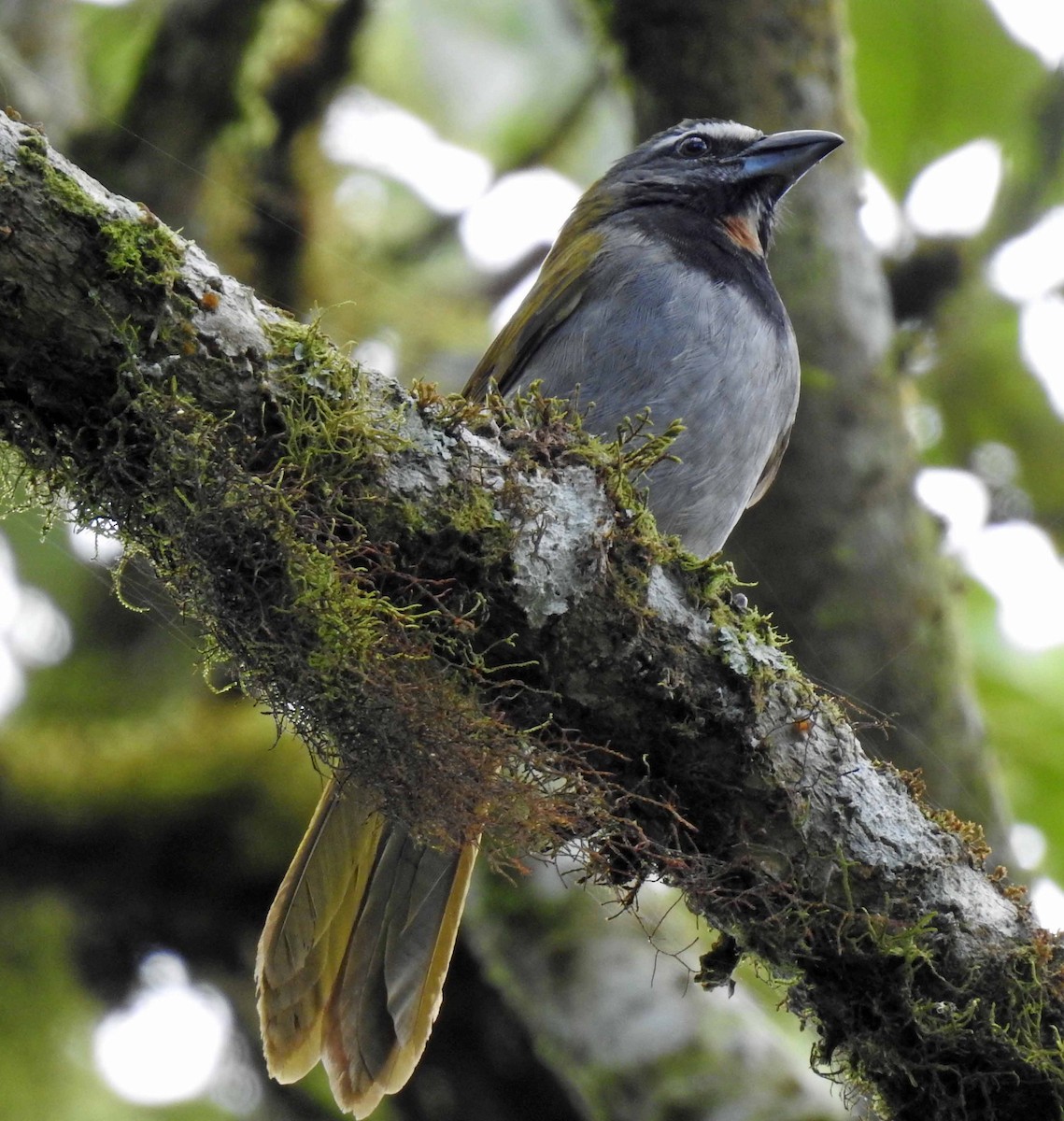 Buff-throated Saltator - Danilo Moreno