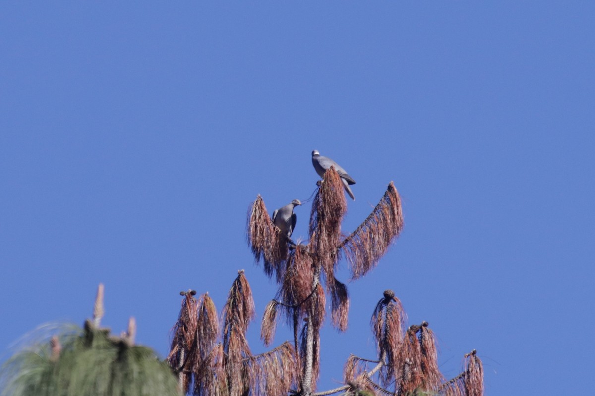 Band-tailed Pigeon - ML138843531