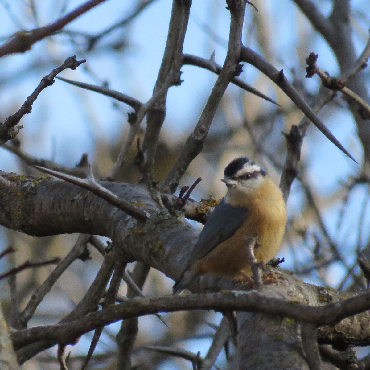 Red-breasted Nuthatch - ML138843541