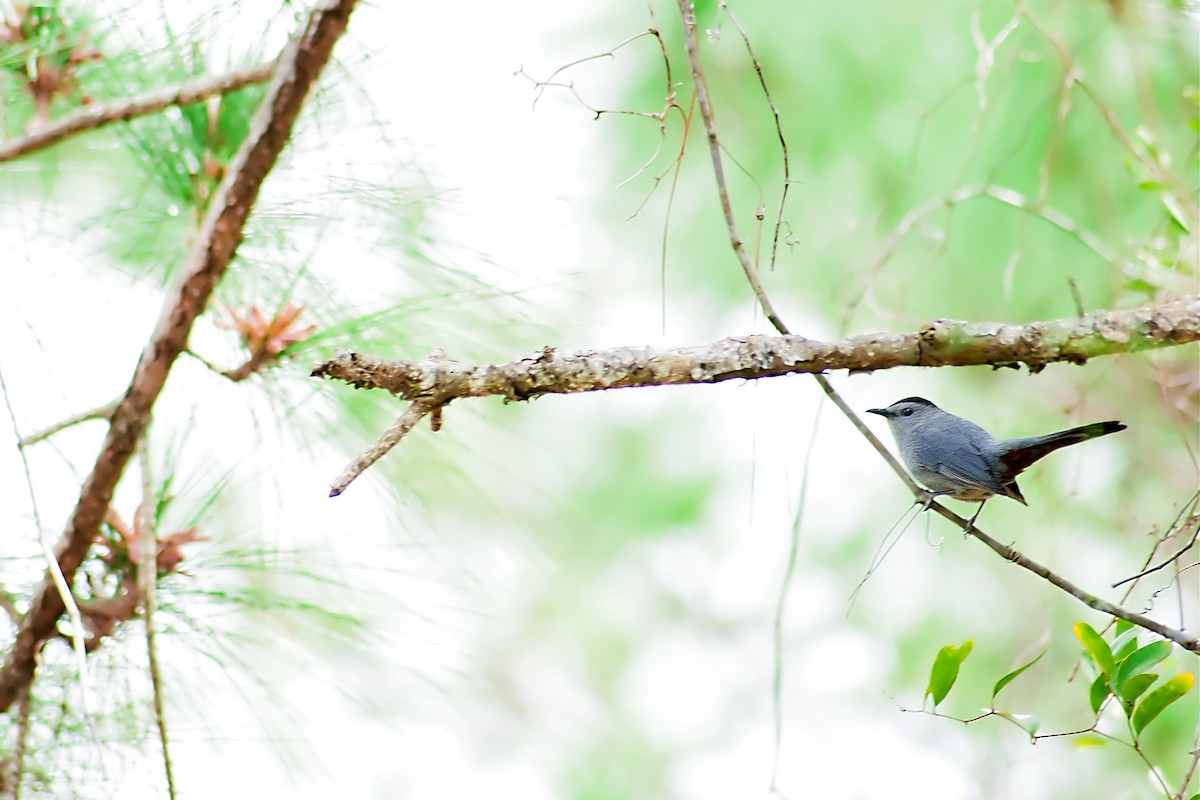 Gray Catbird - ML138844371