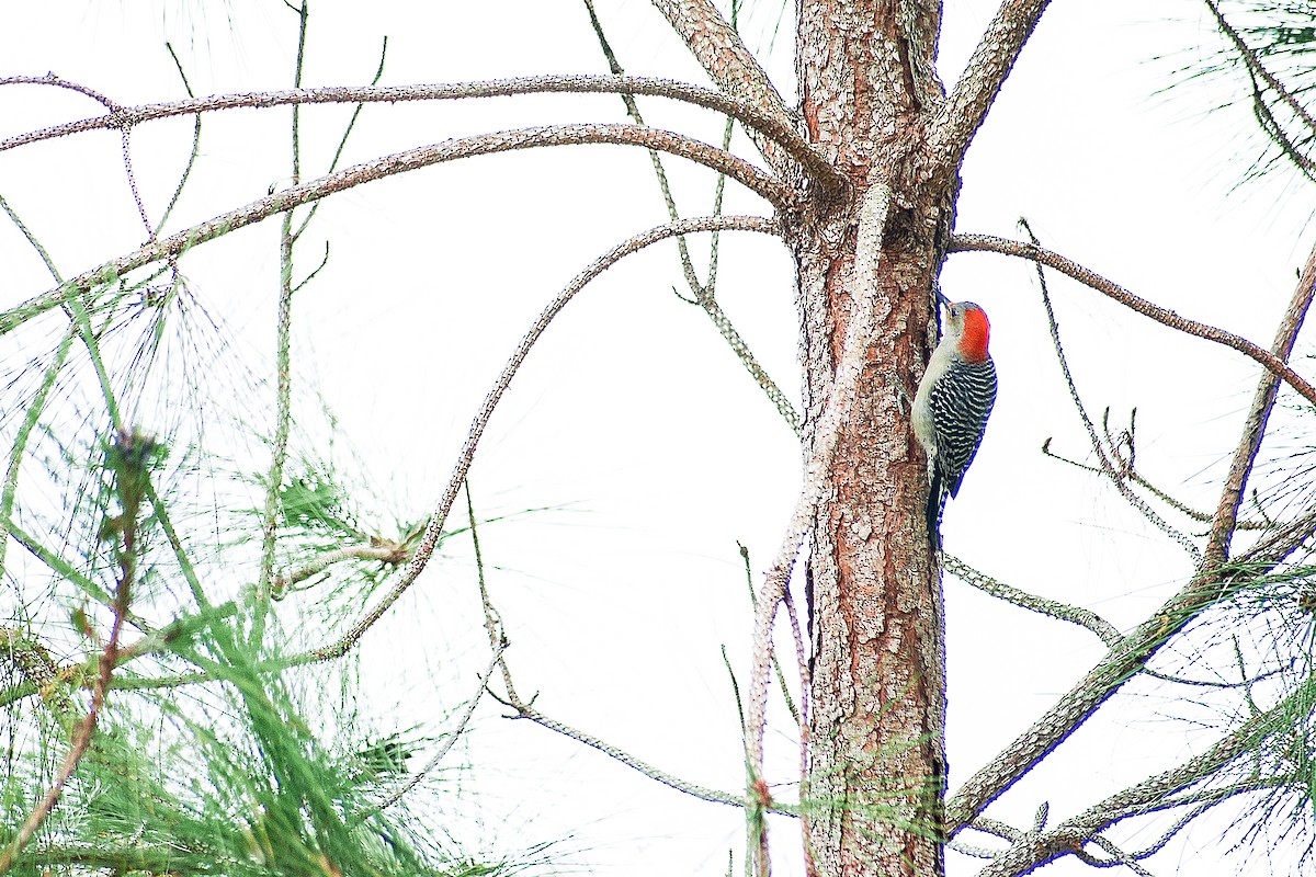 Red-bellied Woodpecker - ML138844601