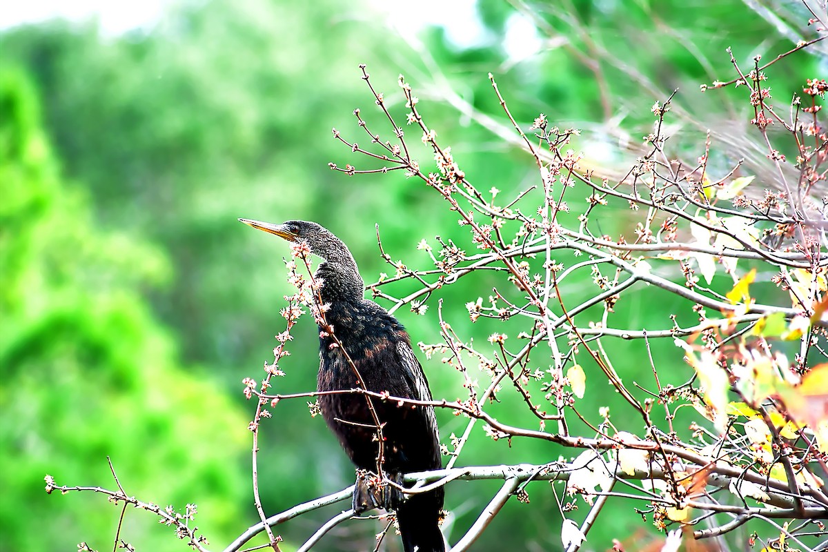 Anhinga - ML138844661