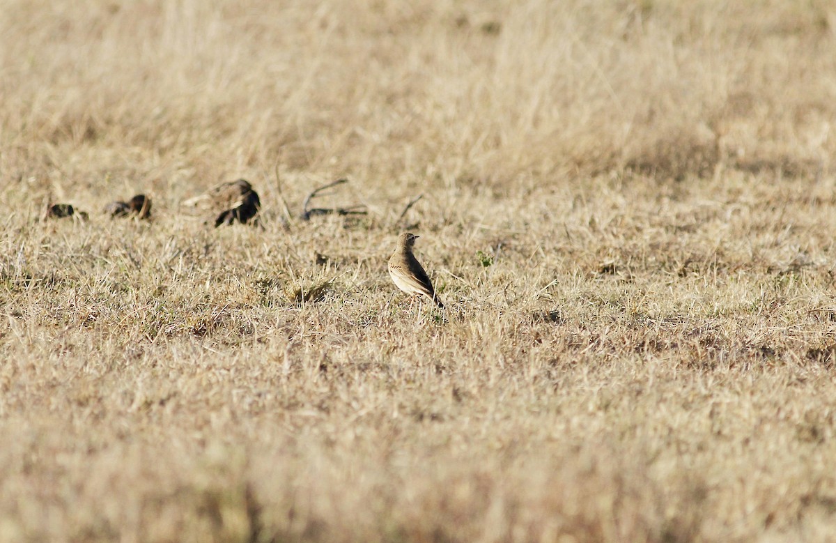 Northern Wheatear - Yuting Deng