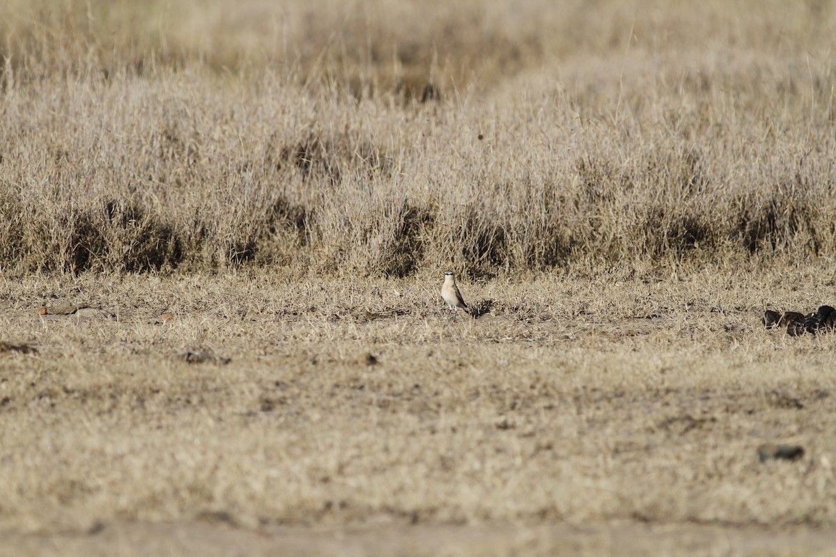 Northern Wheatear - ML138846691