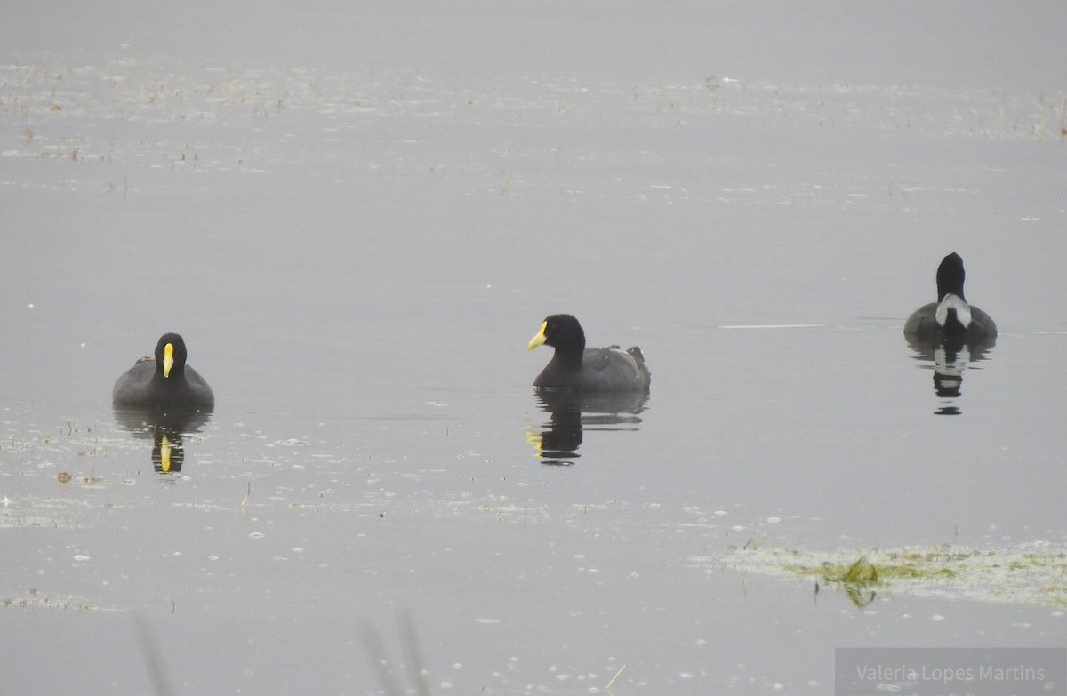 White-winged Coot - ML138846891