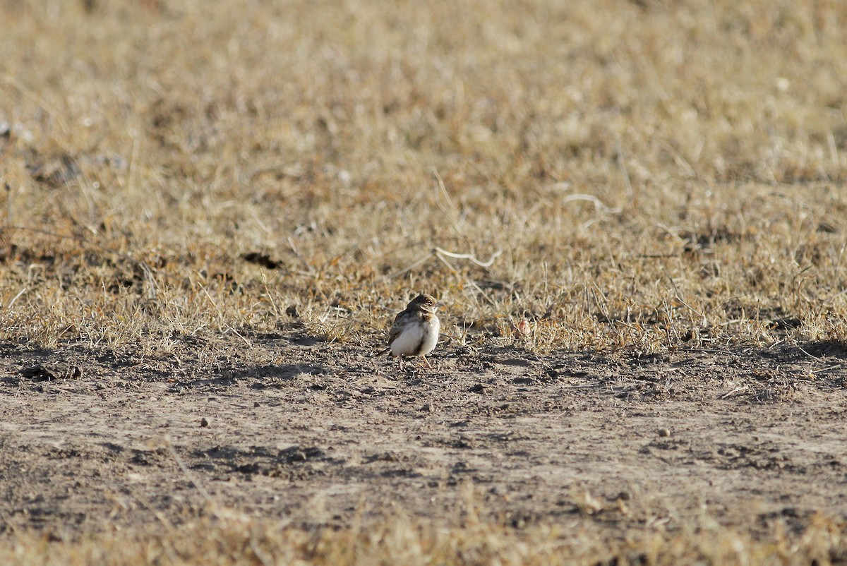 Fischer's Sparrow-Lark - ML138847051