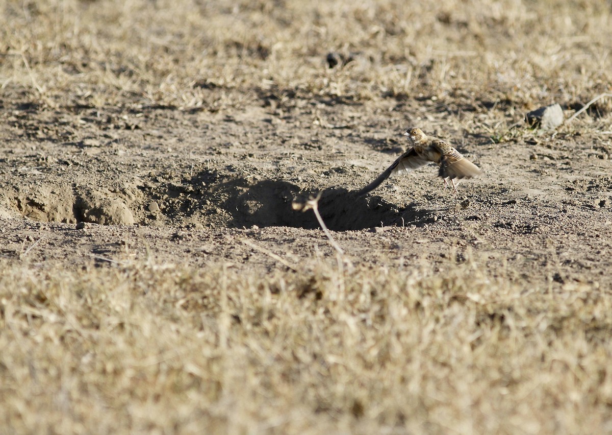 Fischer's Sparrow-Lark - Yuting Deng