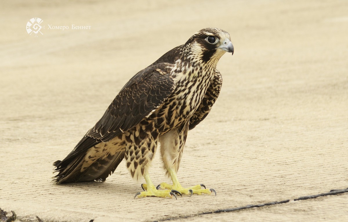 Peregrine Falcon - ML138847281