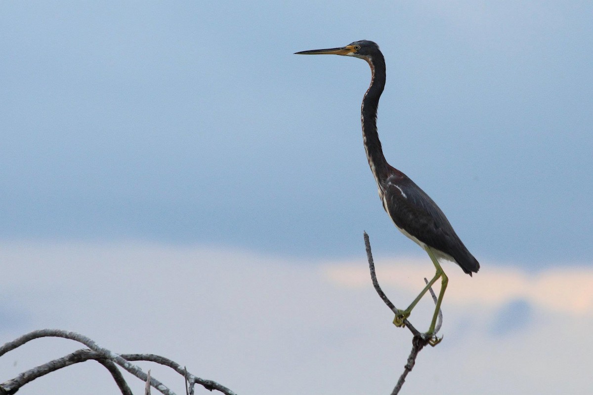 Tricolored Heron - Ryan Candee