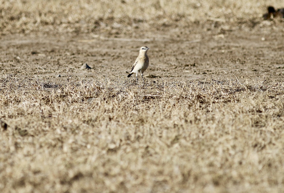 Northern Wheatear - ML138847981