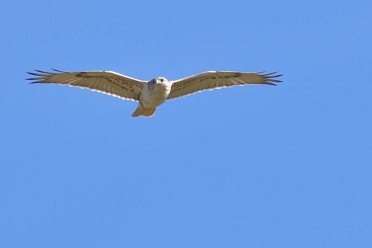 Ferruginous Hawk - ML138849991