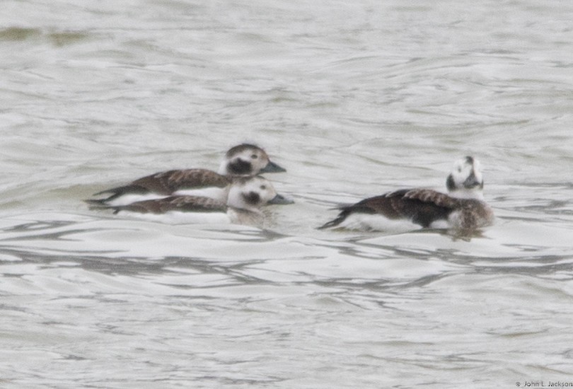 Long-tailed Duck - John Jackson