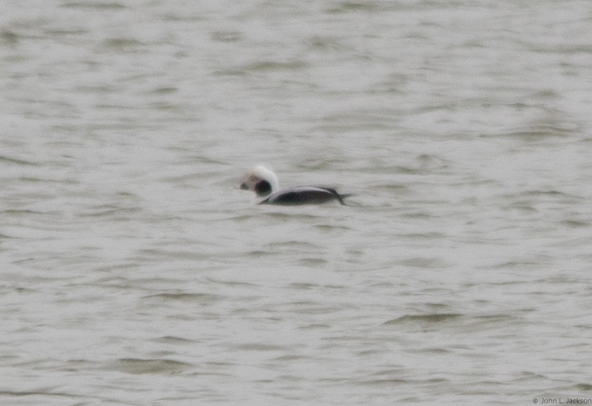 Long-tailed Duck - John Jackson