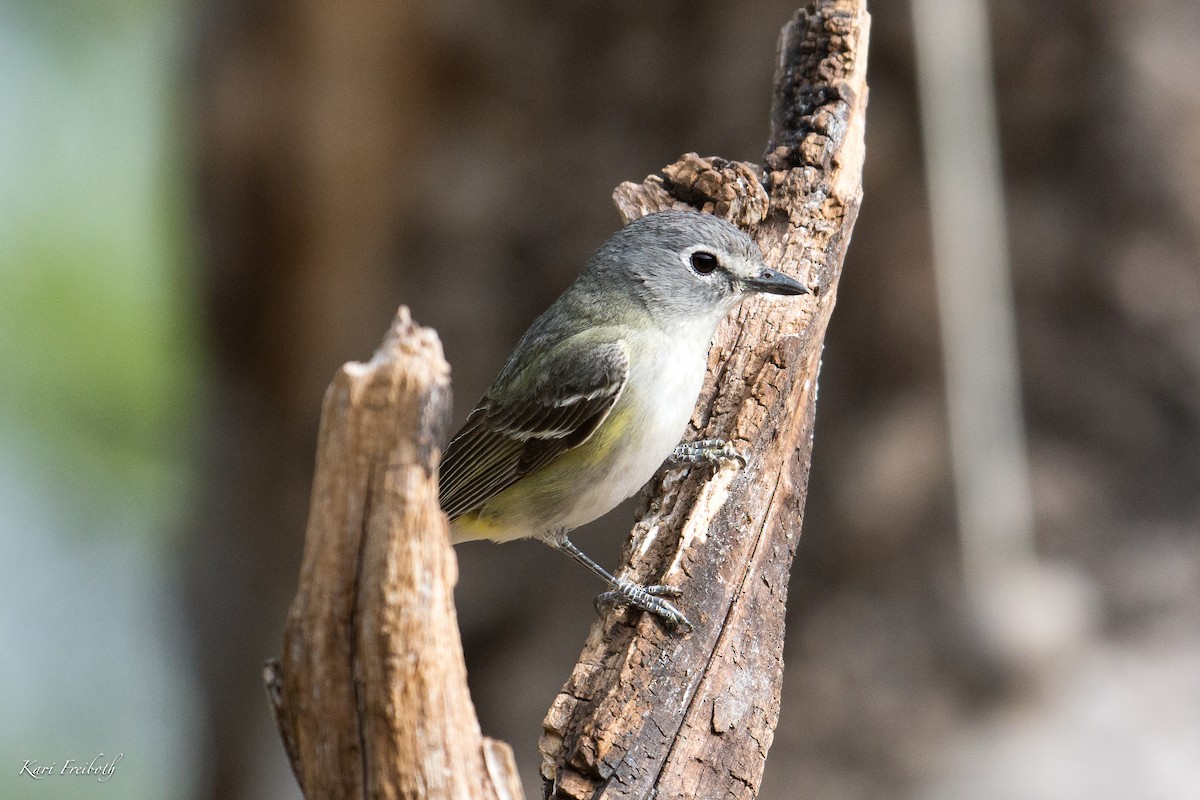 Cassin's Vireo - ML138851861