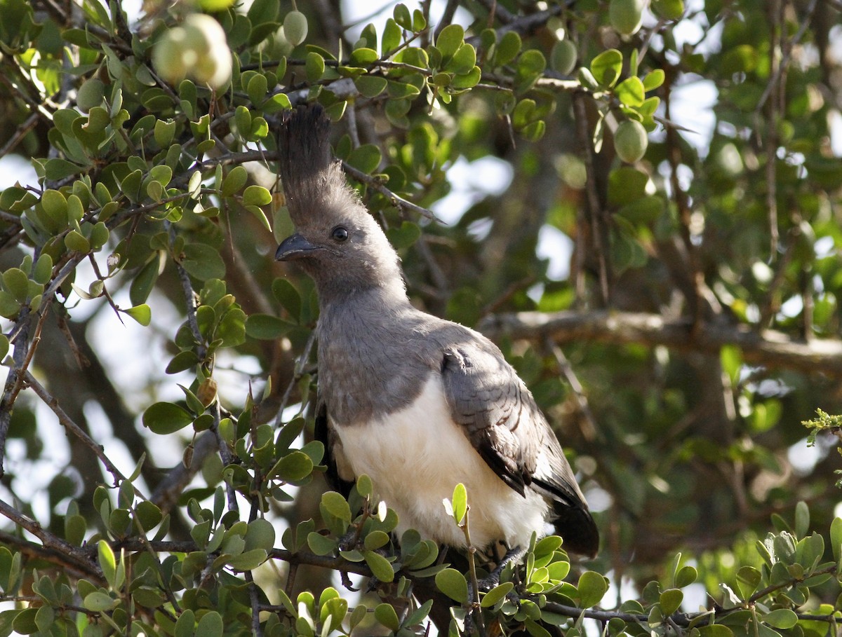 White-bellied Go-away-bird - ML138853341