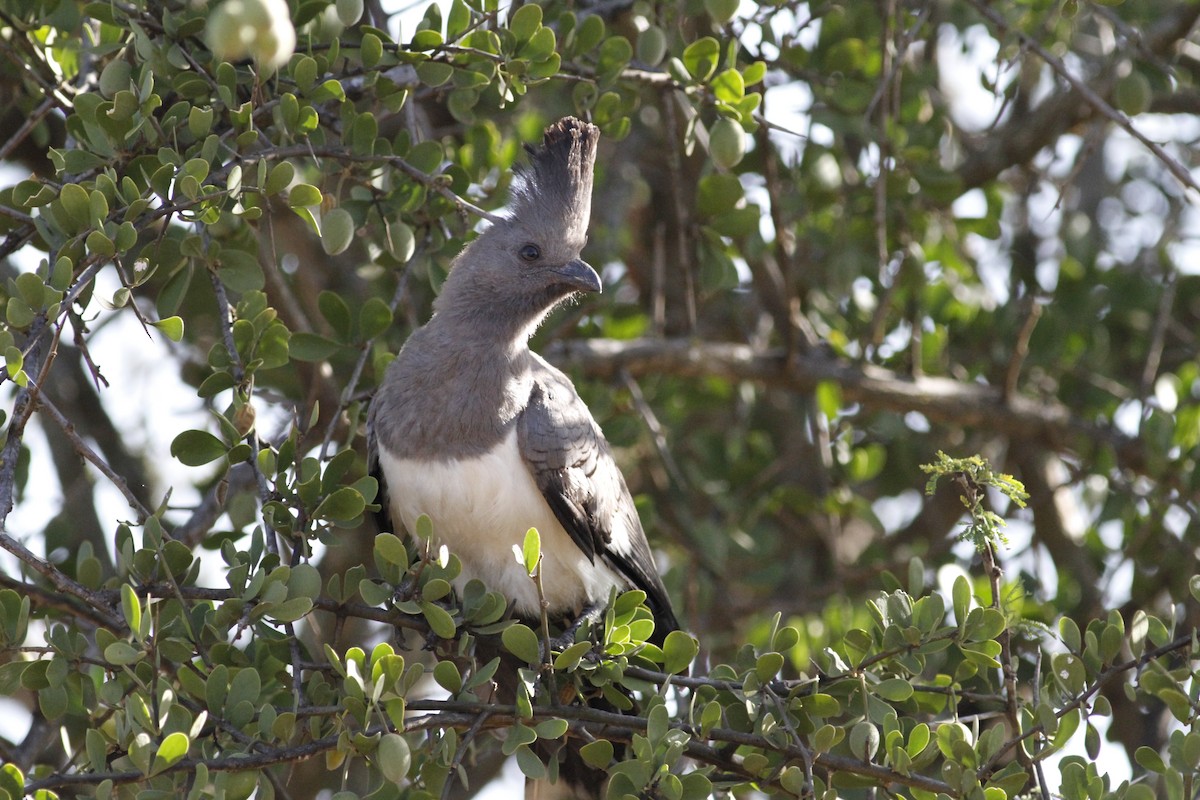 White-bellied Go-away-bird - ML138853371