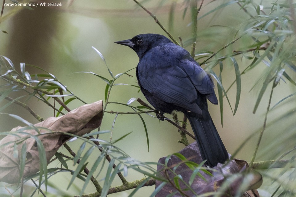 Jamaican Blackbird - ML138853751