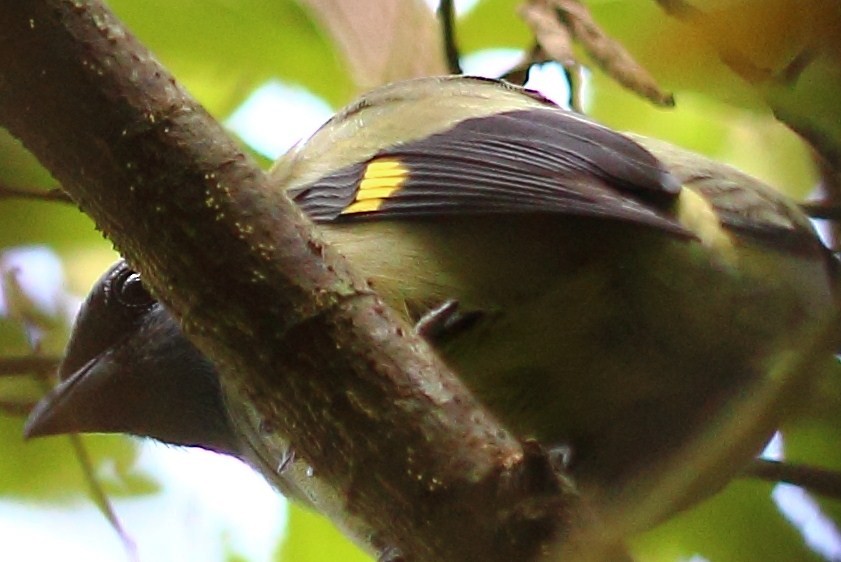 Yellow-winged Tanager - ML138853761