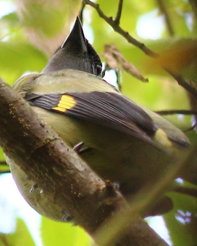 Yellow-winged Tanager - ML138853771