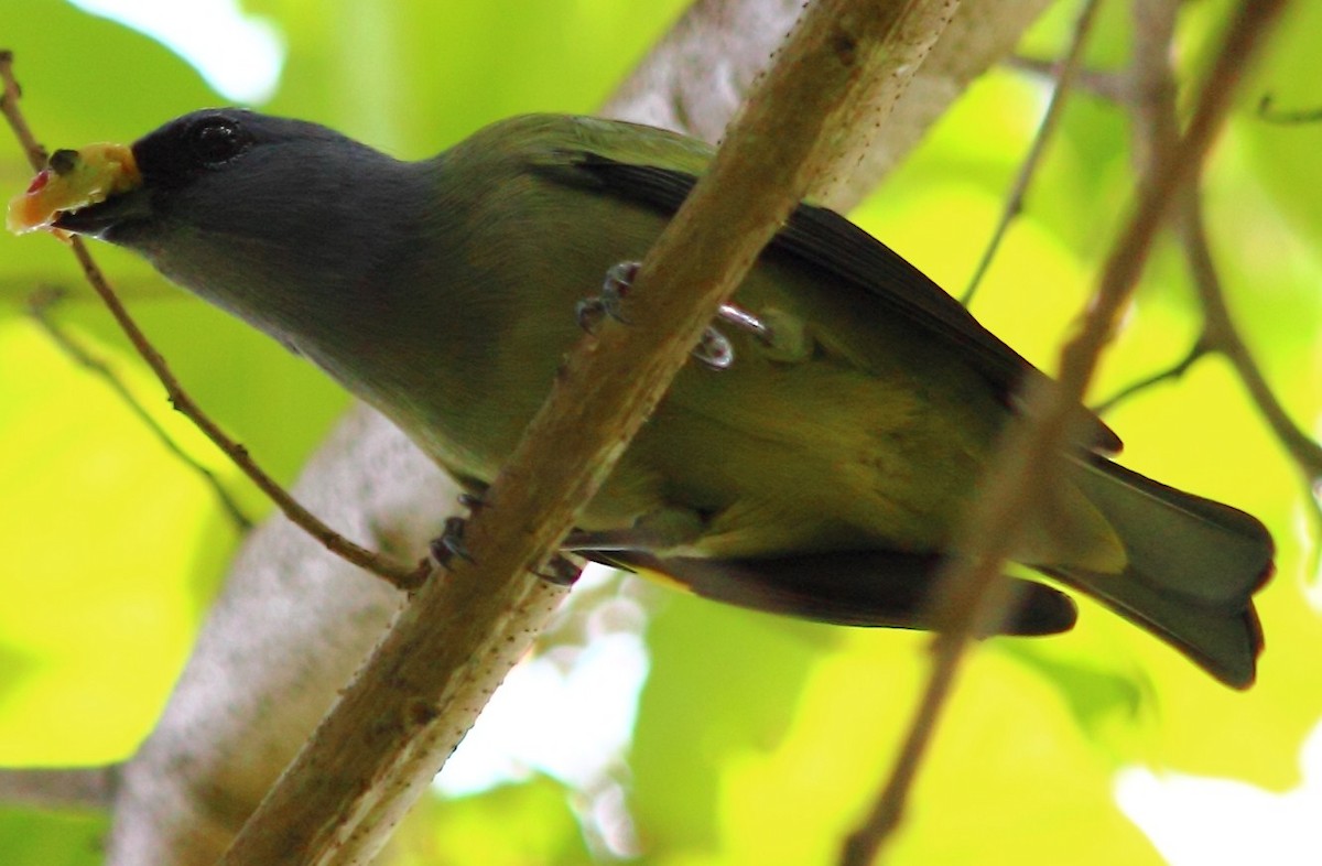 Yellow-winged Tanager - ML138853781