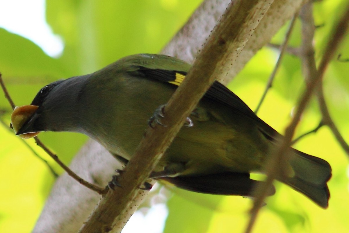 Yellow-winged Tanager - ML138853791